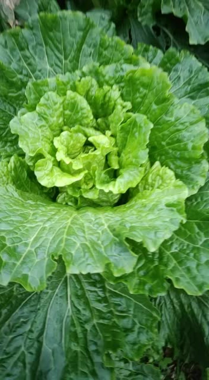 精品青口白，邵菜，二青