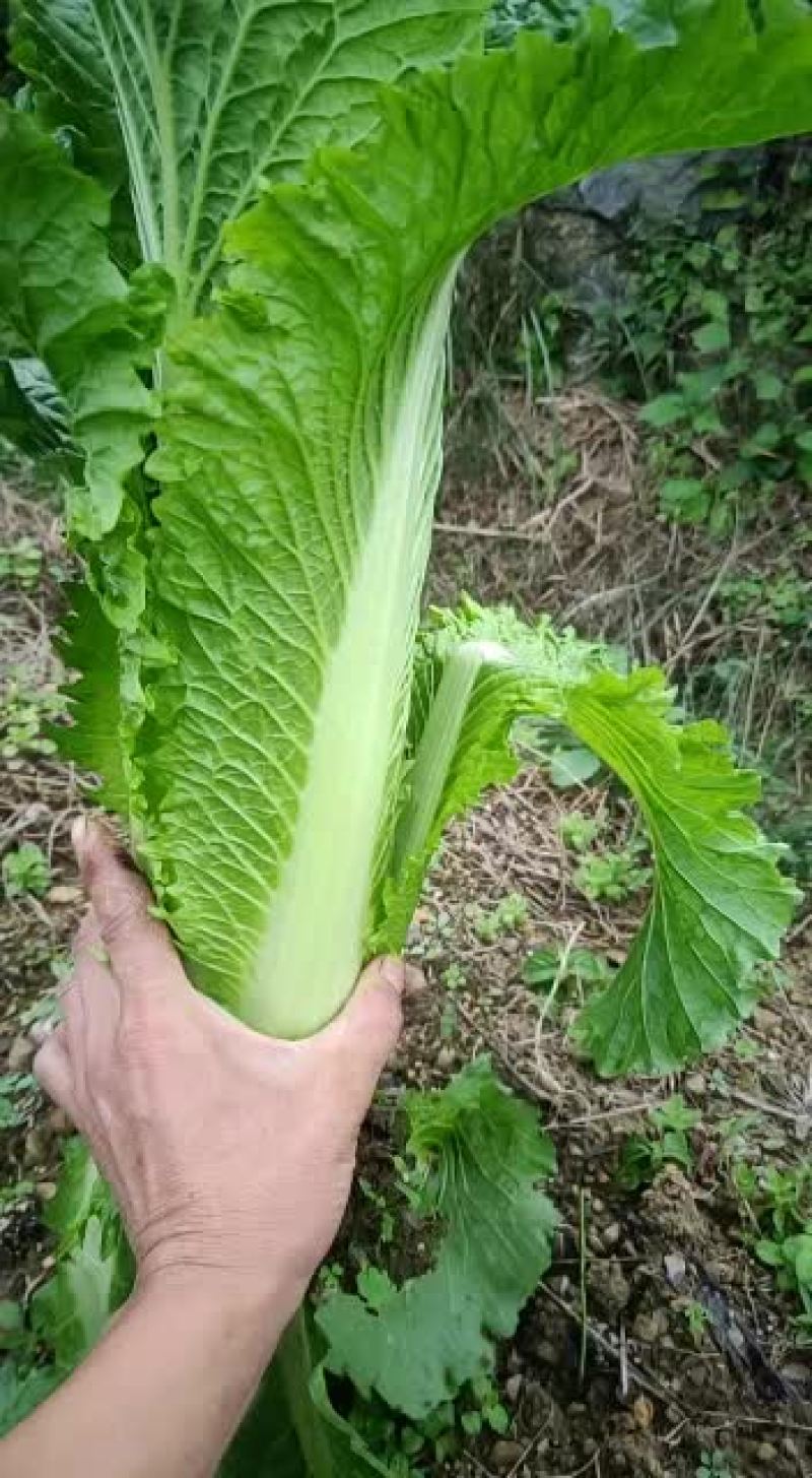 精品青口白，邵菜，二青