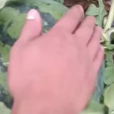 西双版纳大鹏甜王上市中欢迎咨询