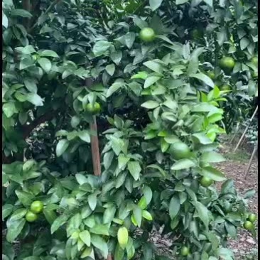 青香桔，皮细光滑，个头均匀