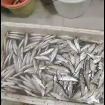 淡水鱼，河鱼，白鱼，马口，小口马口鱼，，，，