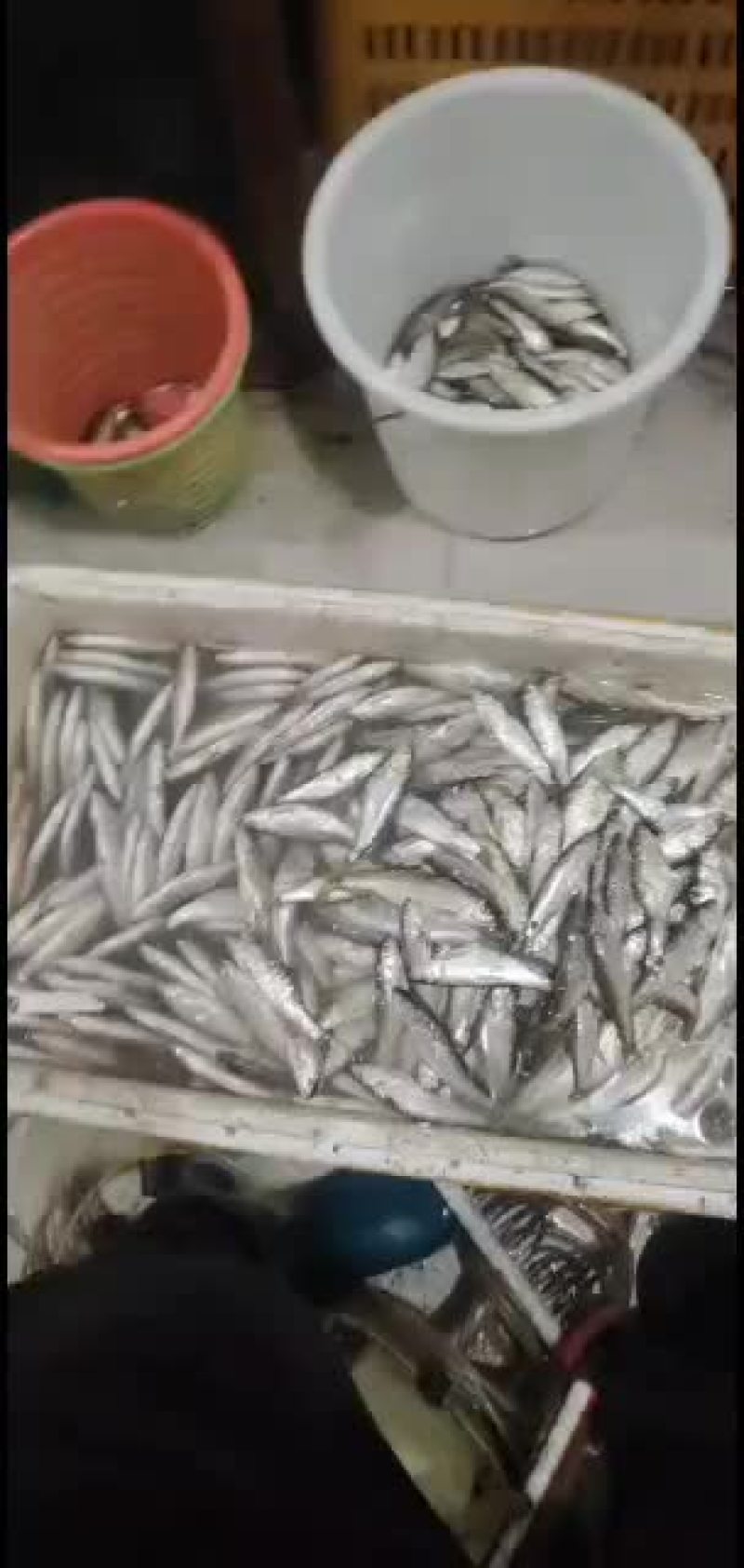 淡水鱼，河鱼，白鱼，马口，小口马口鱼，，，，