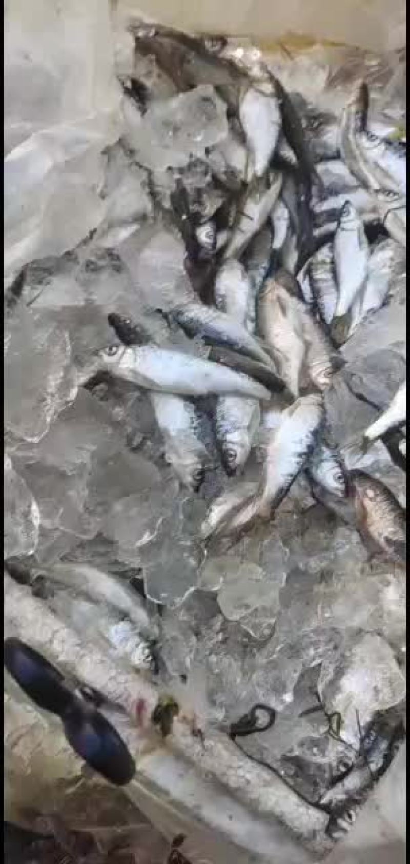 淡水鱼，河鱼，白鱼，马口，小口马口鱼，，，，