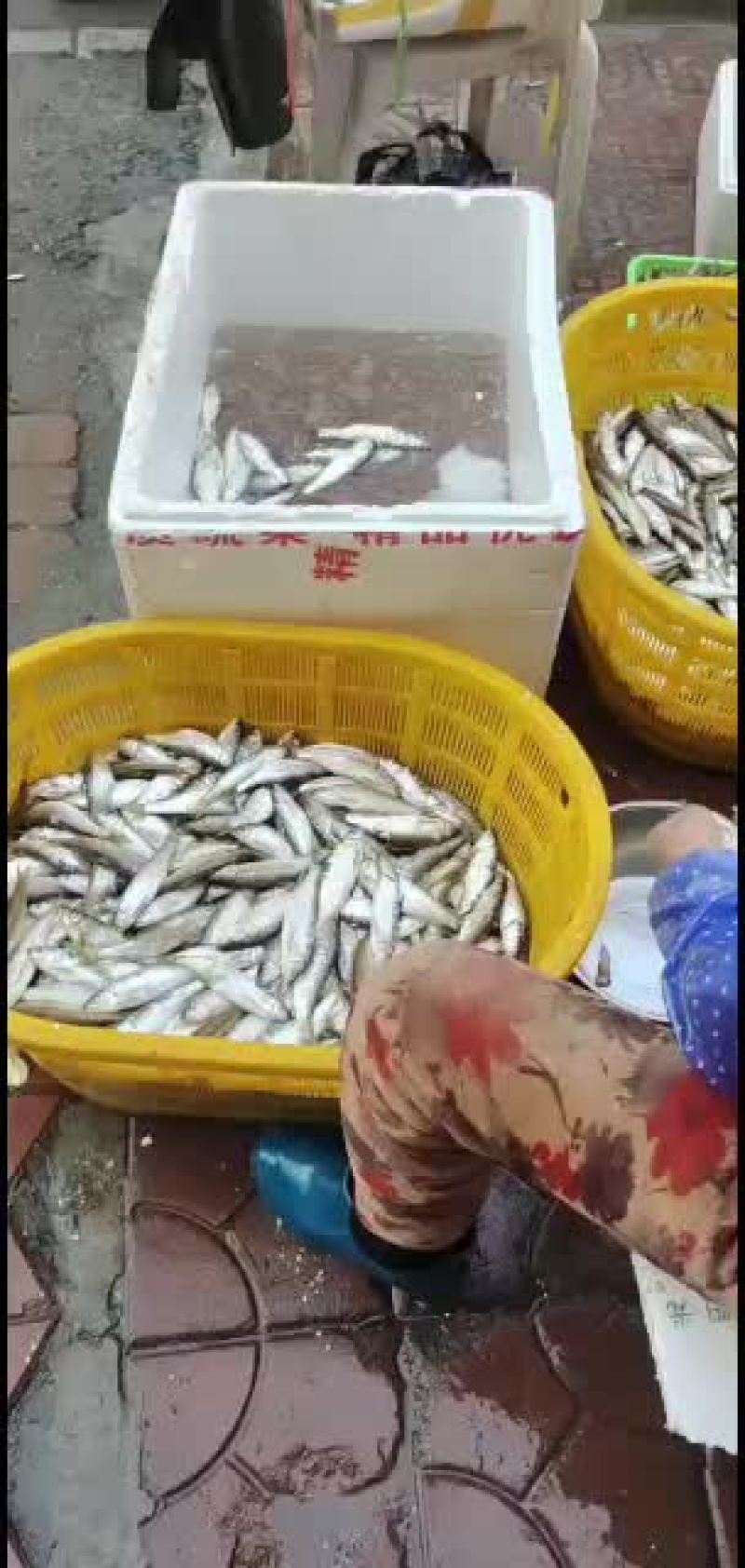 淡水鱼，河鱼，白鱼，马口，小口马口鱼，，，，