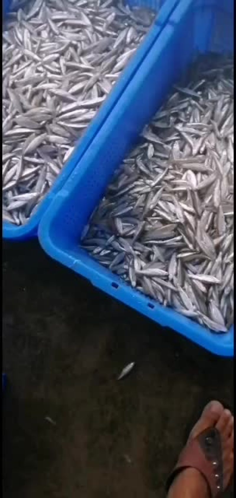 原生态饮用水库白条鱼