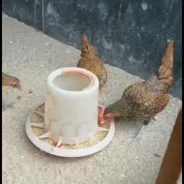 小体型波兰鸡黑白花波兰鸡红黑花波兰鸡纯黑波兰鸡