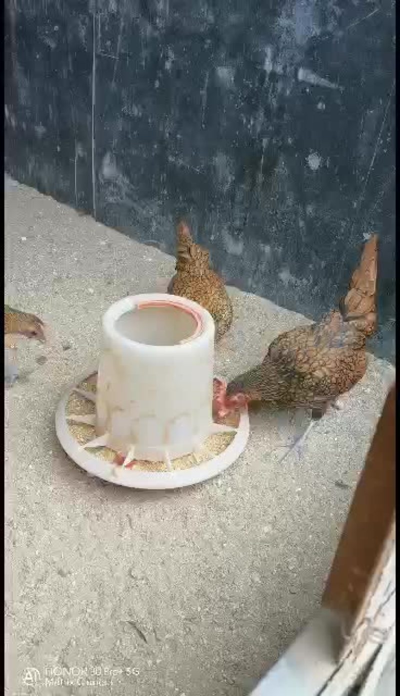 小体型波兰鸡黑白花波兰鸡红黑花波兰鸡纯黑波兰鸡