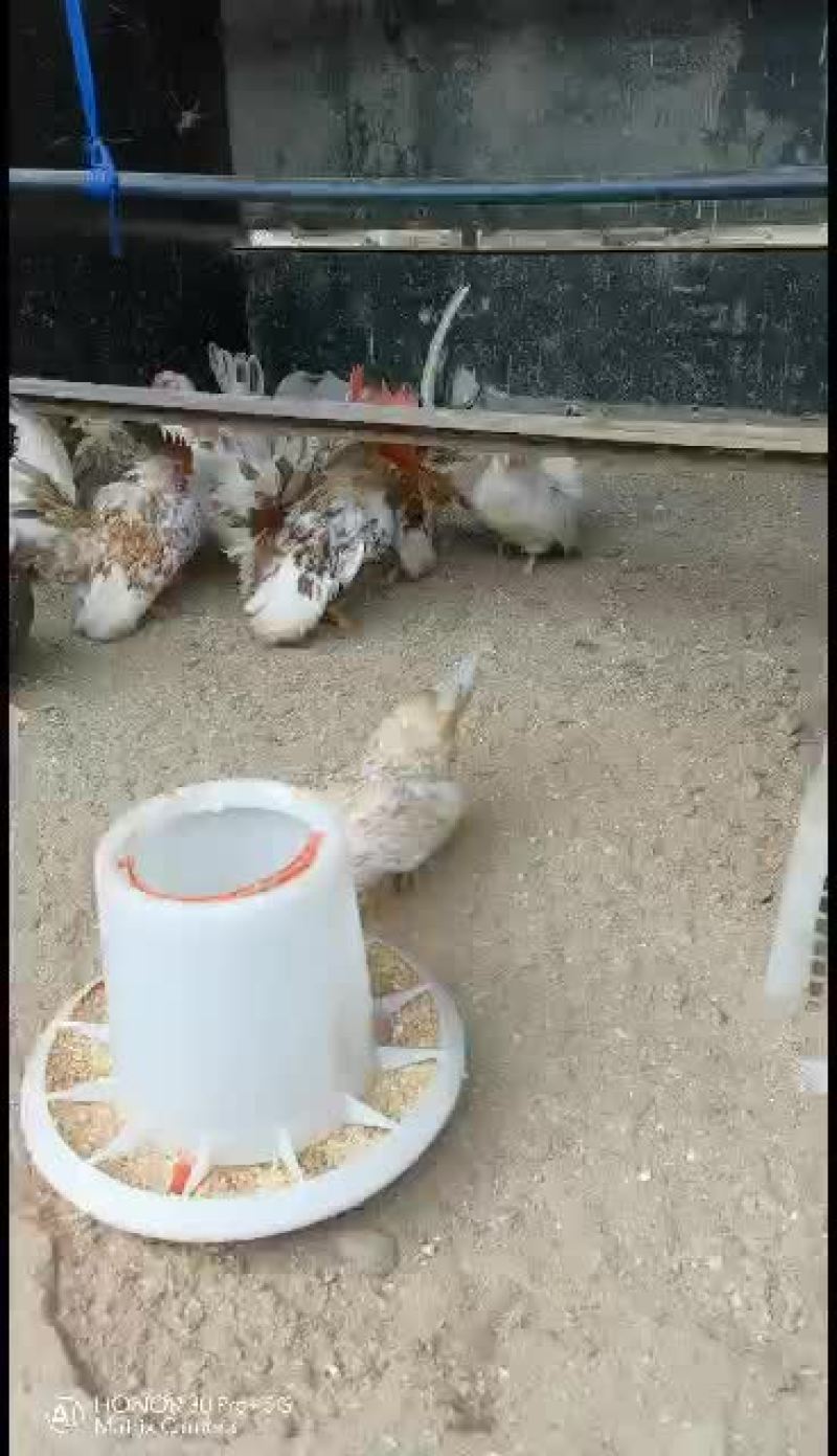 小体型波兰鸡黑白花波兰鸡红黑花波兰鸡纯黑波兰鸡