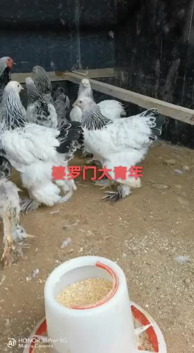 小体型波兰鸡黑白花波兰鸡红黑花波兰鸡纯黑波兰鸡