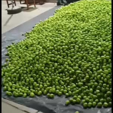 高兰青枣云南西双版纳