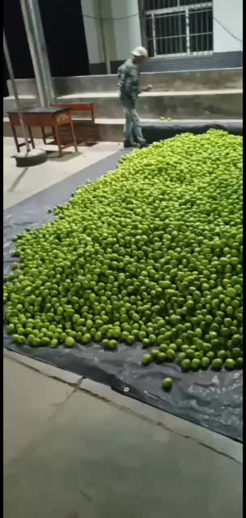 高兰青枣云南西双版纳