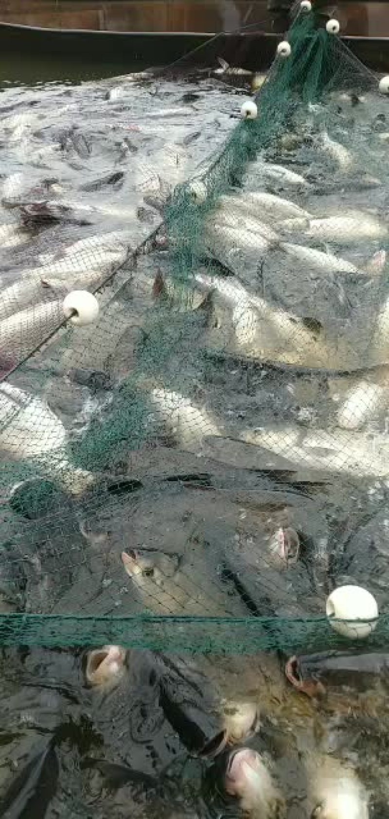 水产