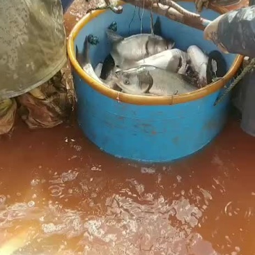 水产