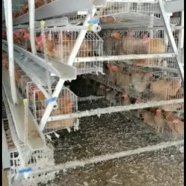 河南省自动化养鸡设备