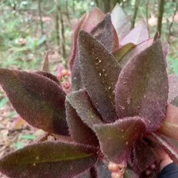 深山生态林虎舌红，质量保证