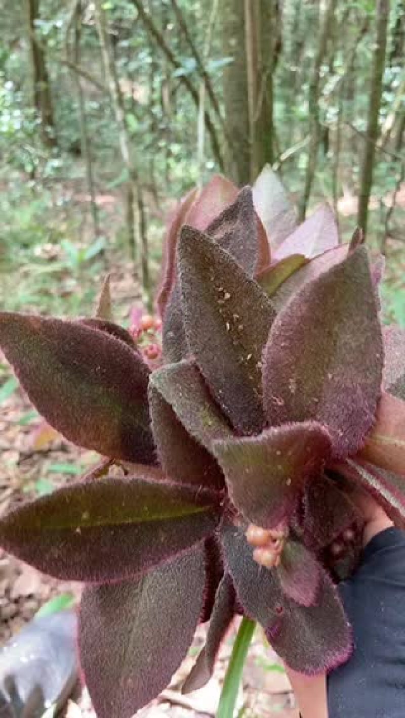 深山生态林虎舌红，质量保证