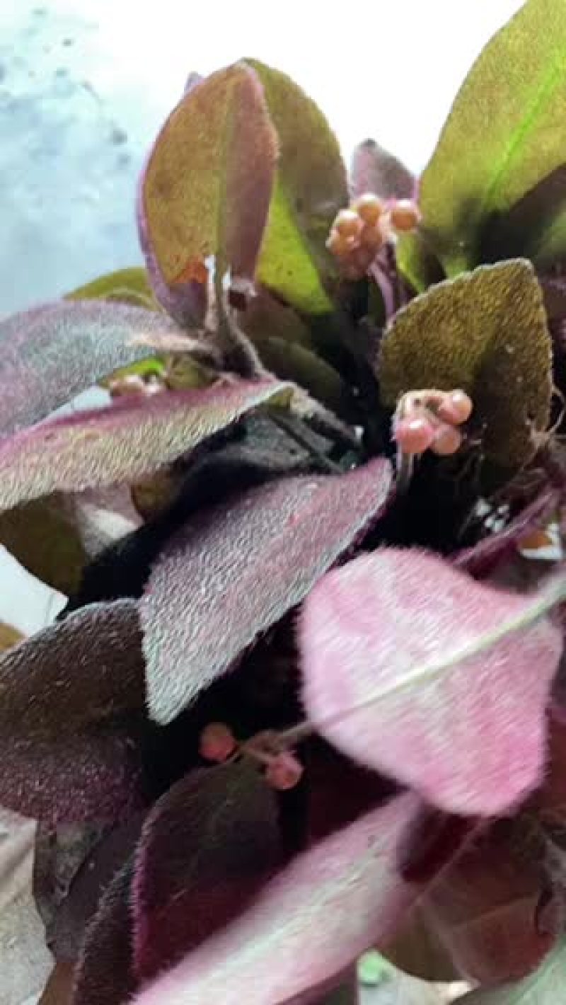 深山生态林虎舌红，质量保证