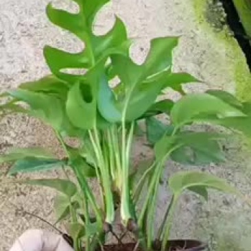 飞来凤出货了老板订货