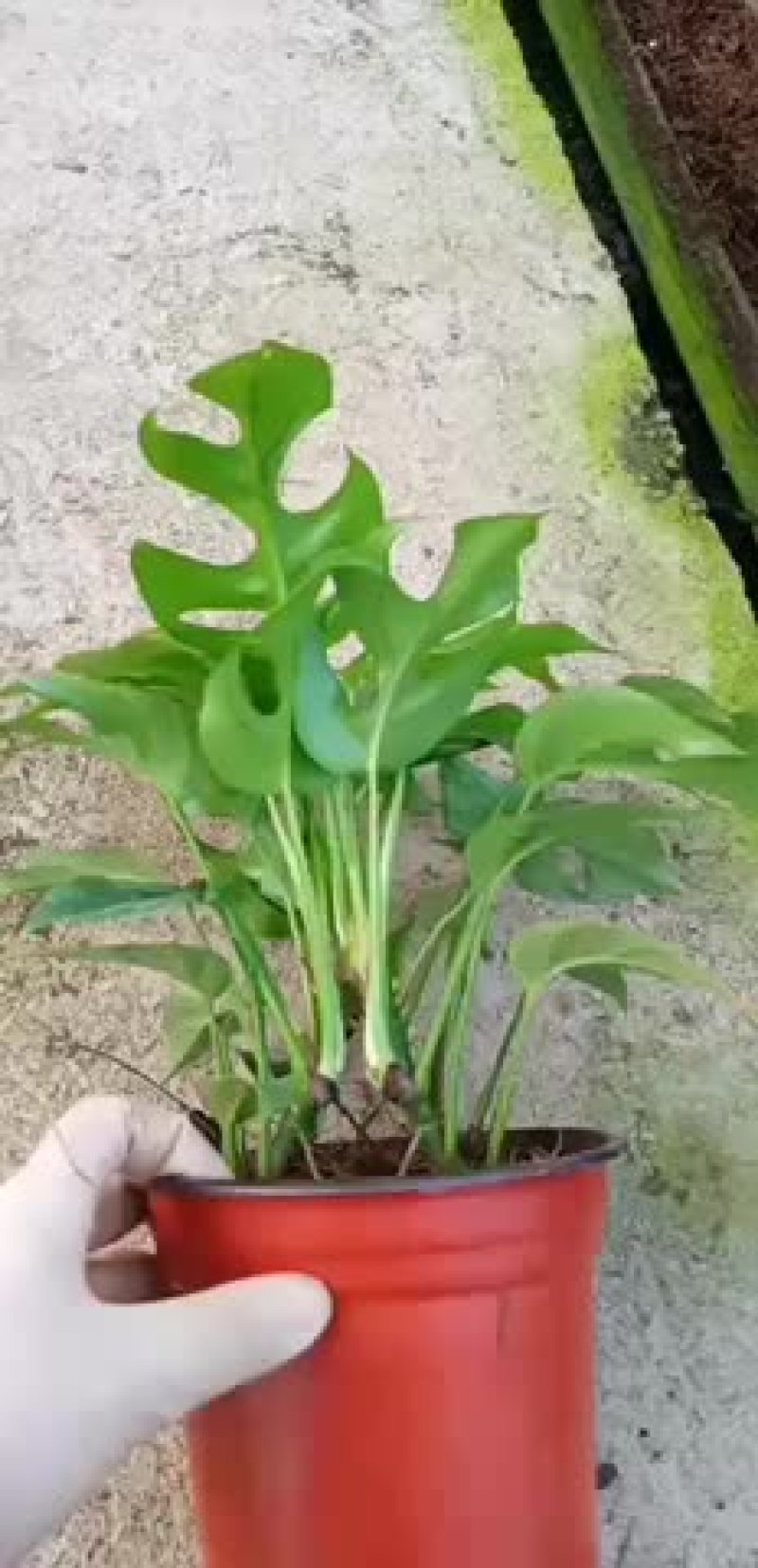 飞来凤出货了老板订货
