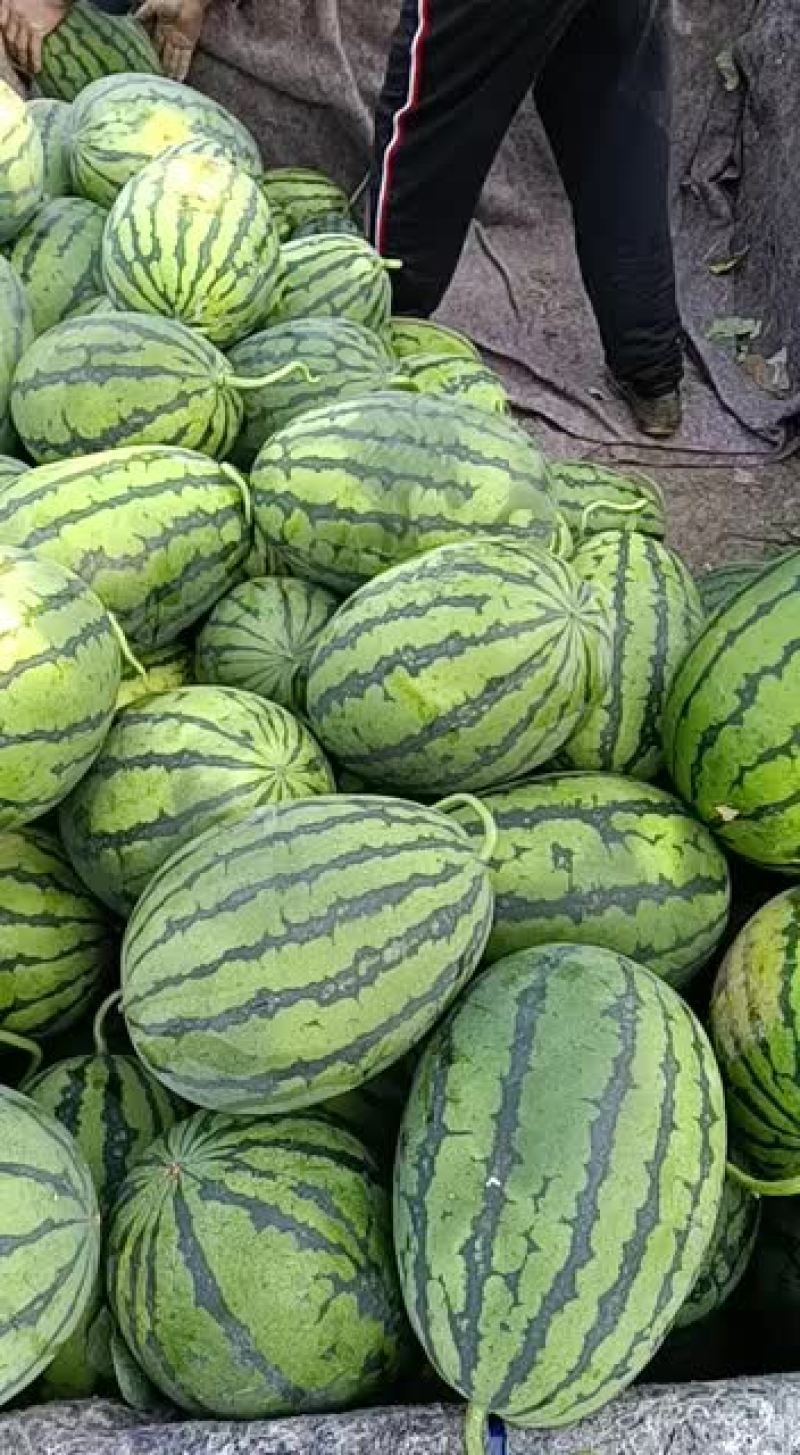 甜王平均14左右