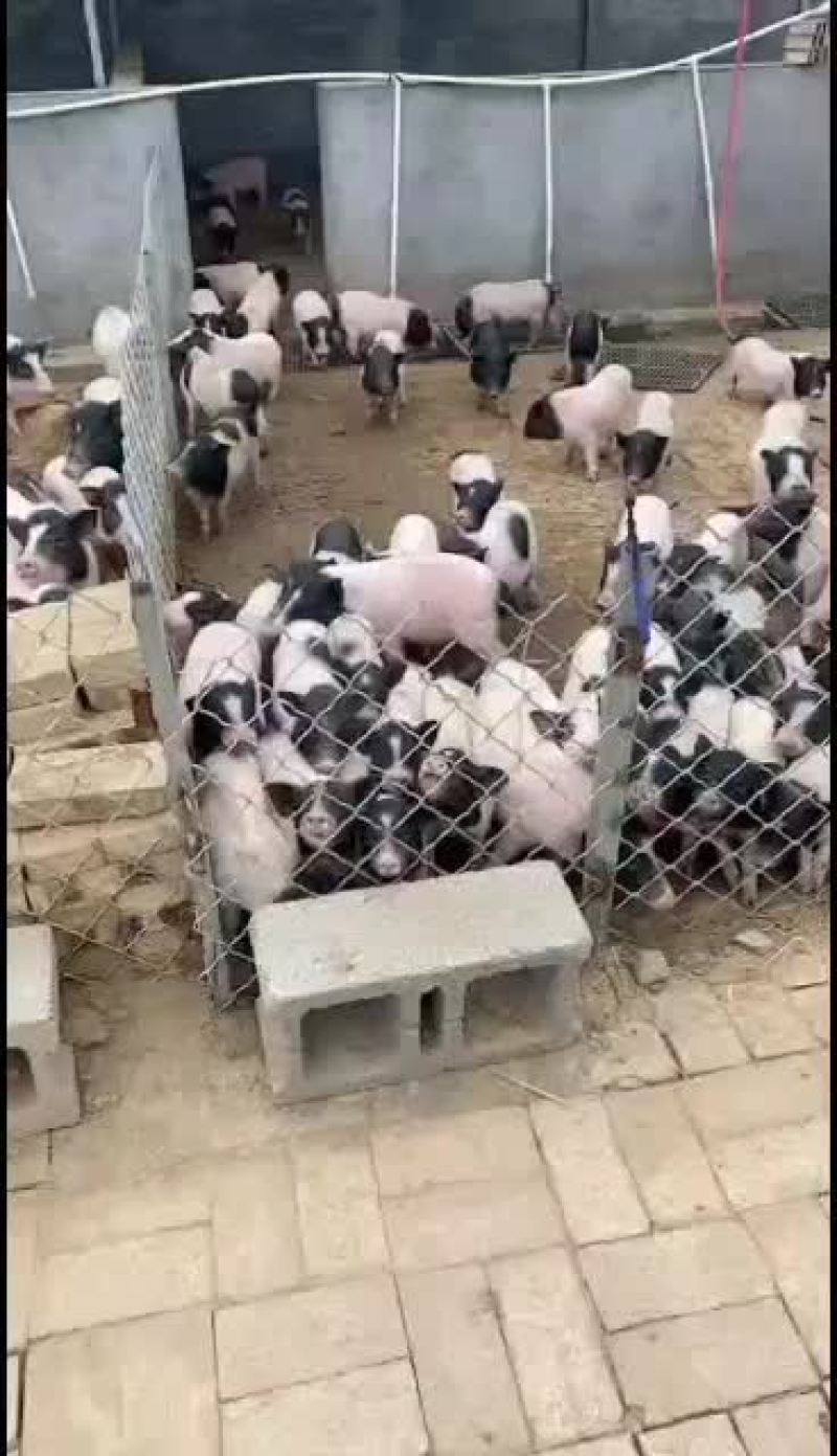 巴马香猪出售中要的联系