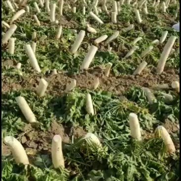 凌海马场韩国长白萝卜