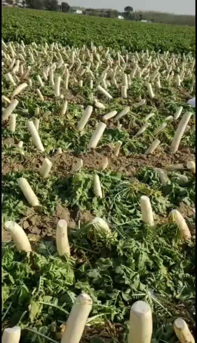 凌海马场韩国长白萝卜