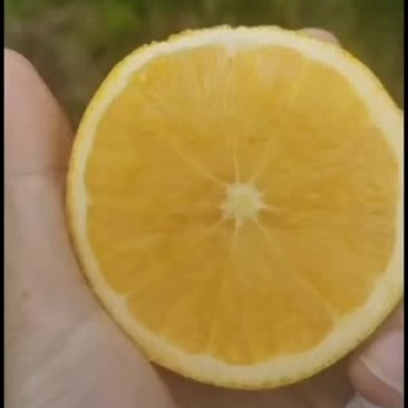 麻阳，，，锦密冰糖橙，橙子纯甜无酸！