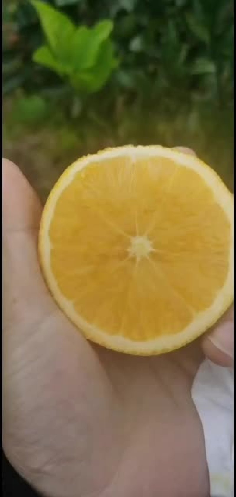 麻阳，，，锦密冰糖橙，橙子纯甜无酸！