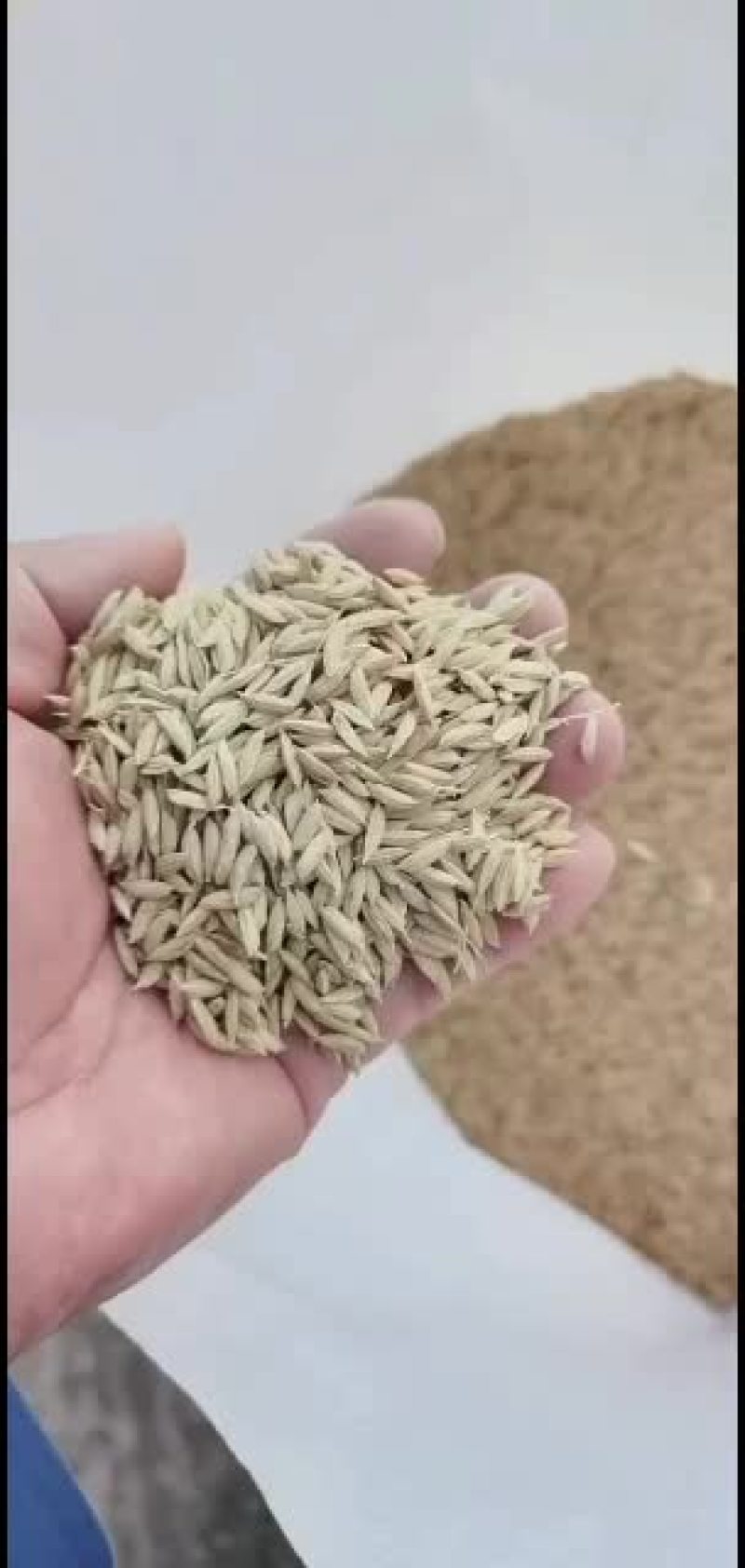 东北优质精选稻谷来自北纬45度的问候