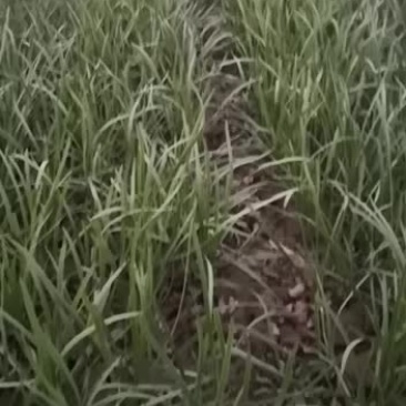 精品棚菜大量上市，需要了老板抓紧预定，