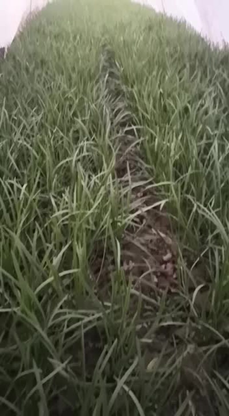 精品棚菜大量上市，需要了老板抓紧预定，