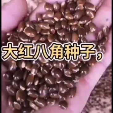 大红八角种子，优良品种，发芽高