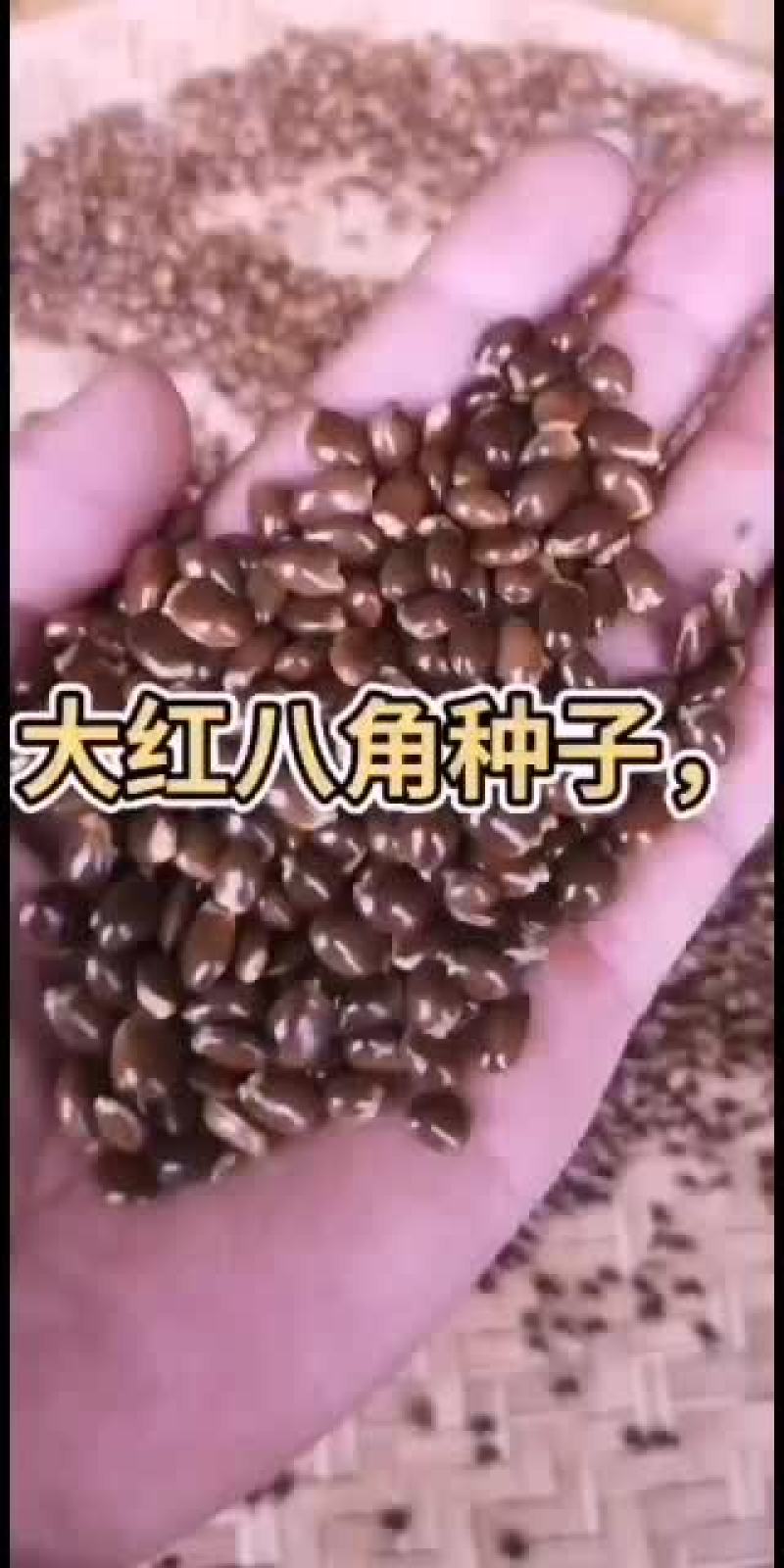 大红八角种子，优良品种，发芽高
