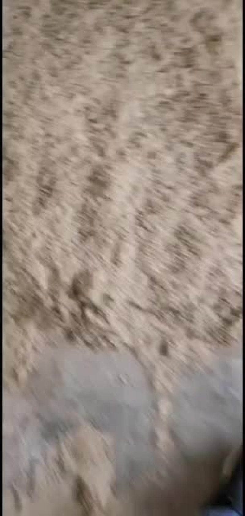 大红八角种子，优良品种，发芽高