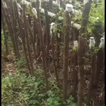 山木香嫁接月季专用沾木