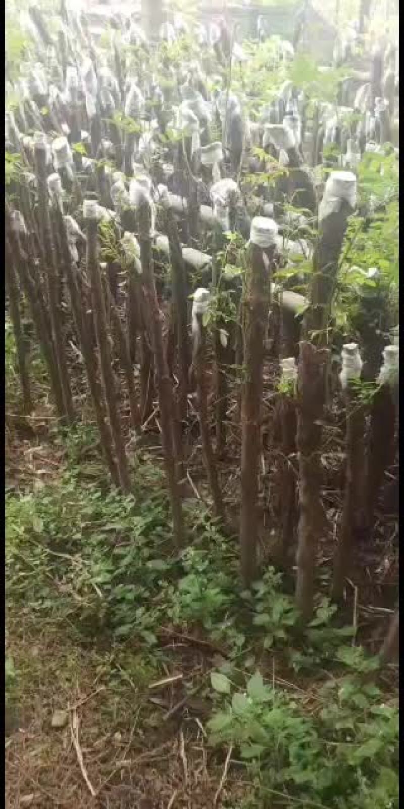 山木香嫁接月季专用沾木