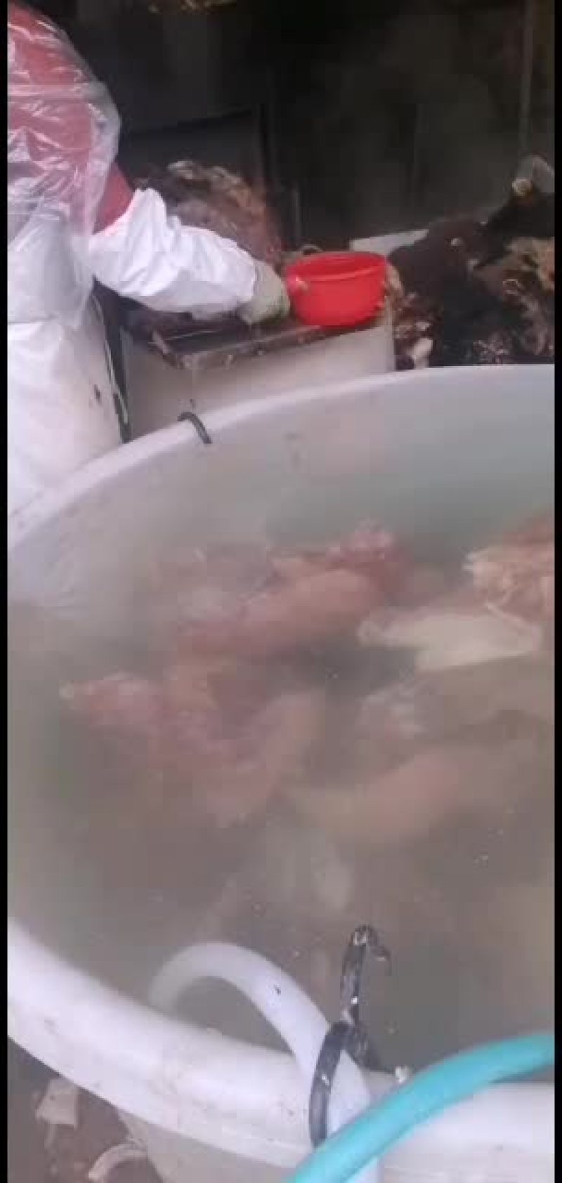 新鲜牛头肉长期供货不断货全网低价抢购中