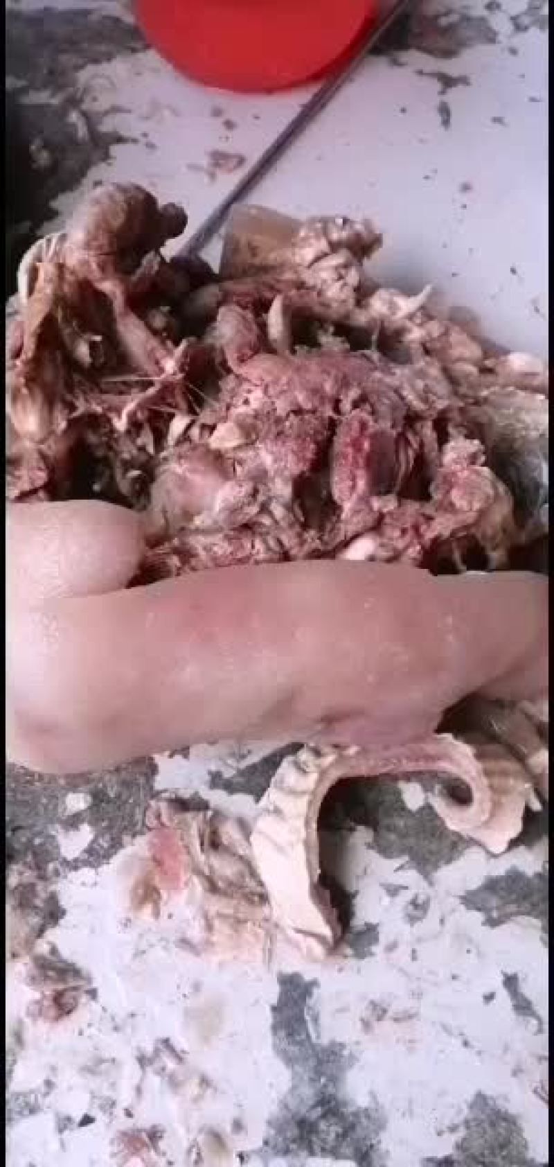 新鲜牛头肉长期供货不断货全网低价抢购中