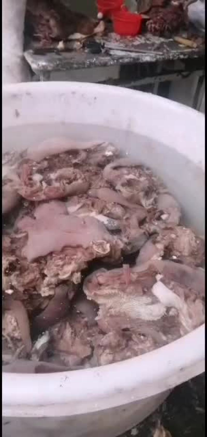 新鲜牛头肉长期供货不断货全网低价抢购中