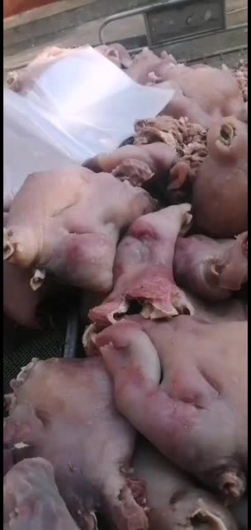 新鲜牛头肉长期供货不断货全网低价抢购中