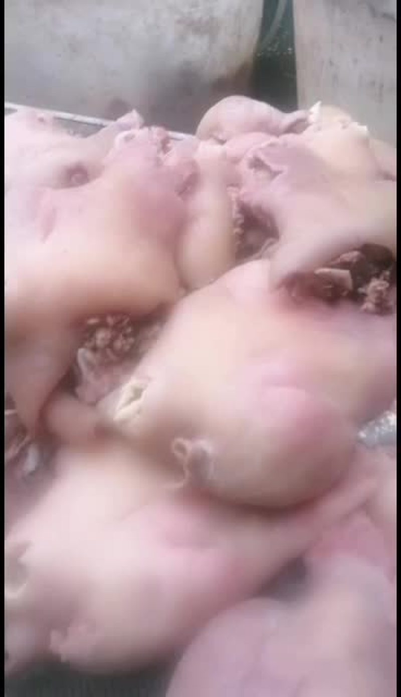 新鲜牛头肉长期供货不断货全网低价抢购中
