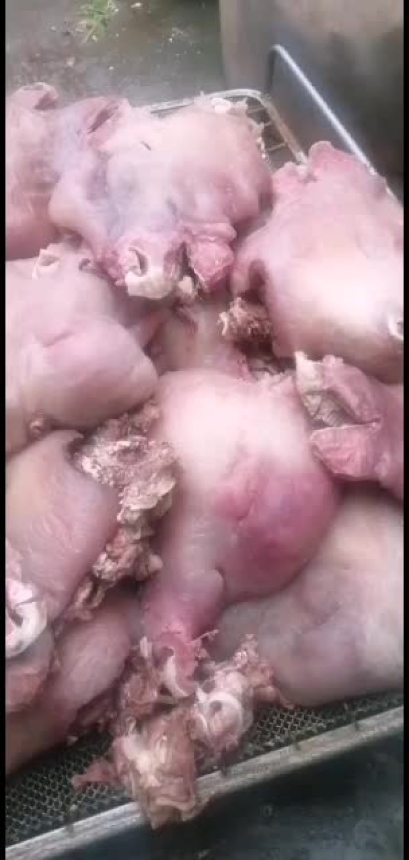 新鲜牛头肉长期供货不断货全网低价抢购中