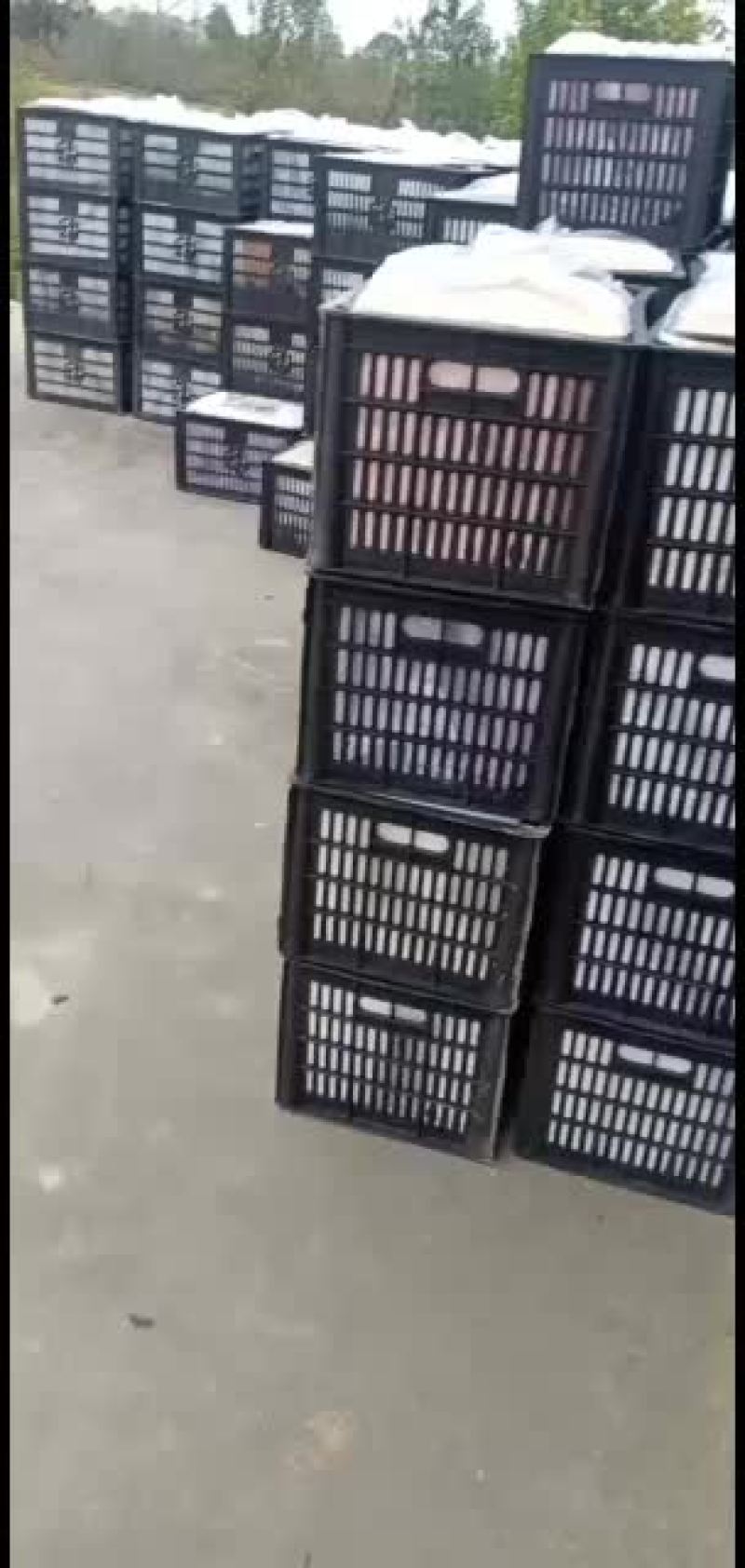 陕西省礼泉县乾县水果代办