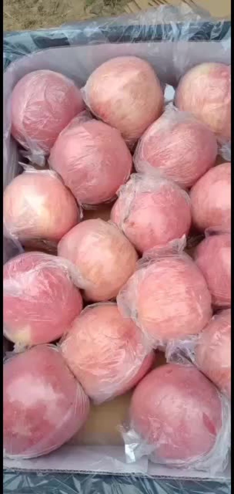 陕西省礼泉县乾县水果代办