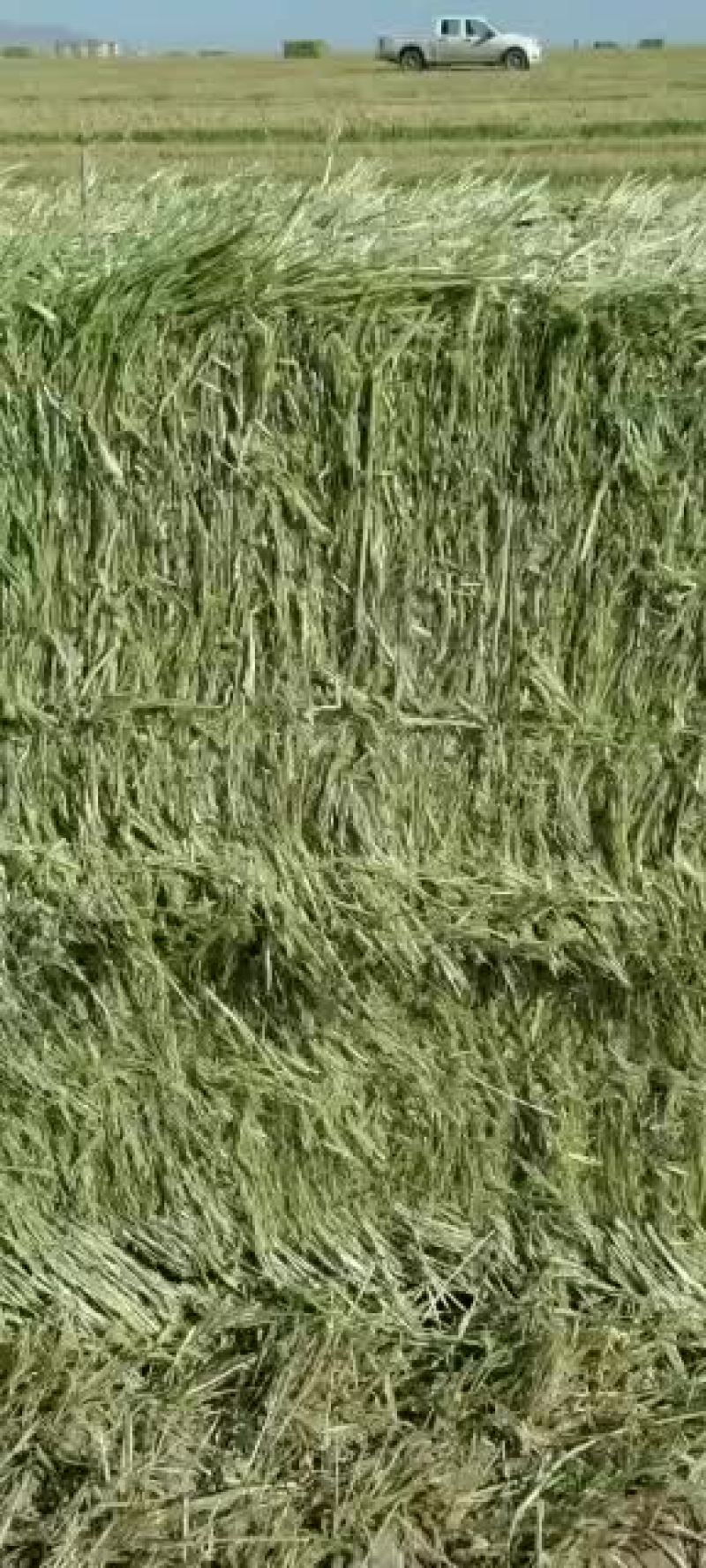 新燕麦草大连有货，欢迎全国的老板采购