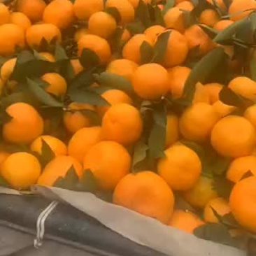 蜜橘蜜橘蜜橘蜜橘蜜橘蜜橘🍊