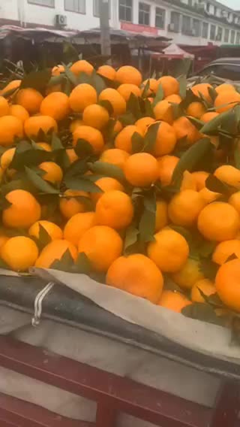 蜜橘蜜橘蜜橘蜜橘蜜橘蜜橘🍊