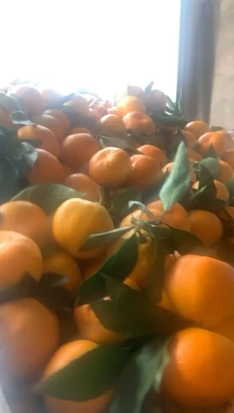蜜橘蜜橘蜜橘蜜橘蜜橘蜜橘🍊