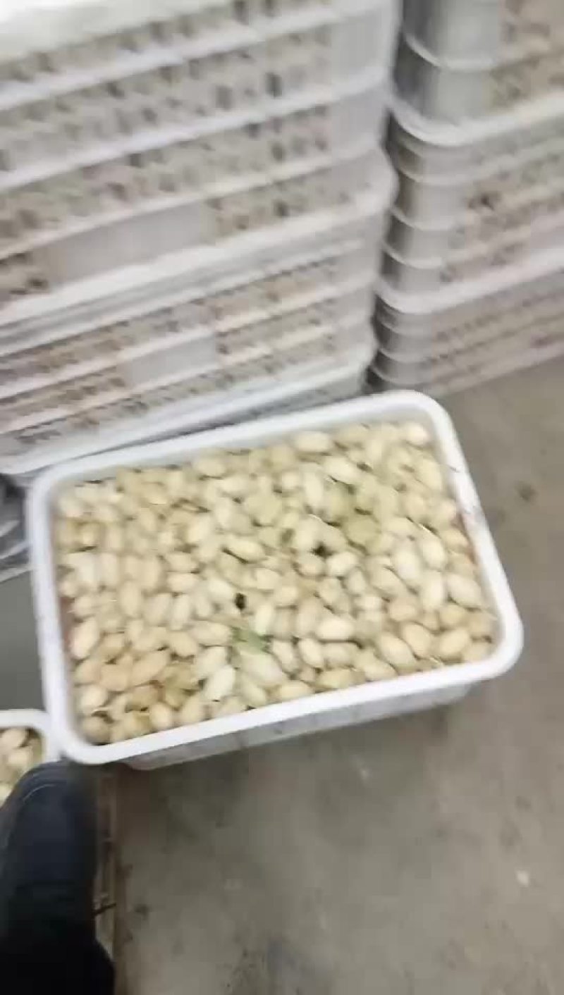 蚕蛹批发，欢迎各位老板来采购